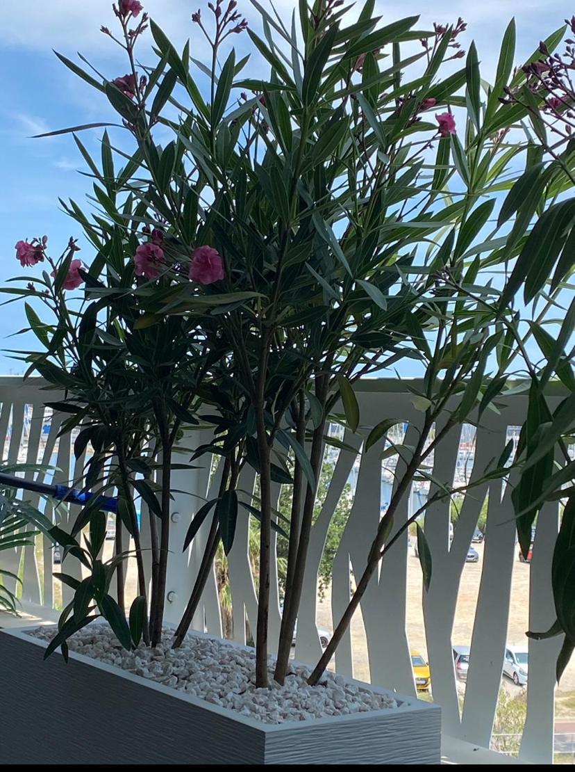 Les Terrasses Du Port Apartment Canet-en-Roussillon
